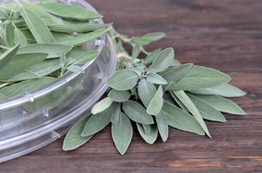 Salvia Memurları. Konveksiyon tipi gıda kurutucuda taze adaçayı..