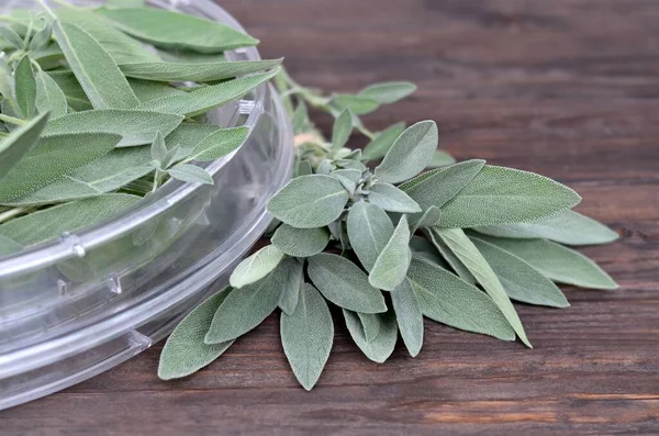 Salvia officinalis. Fresh sage herb in a convection-type food dehydrator. — Stock Photo, Image