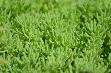 Sedum veya Stonecrop