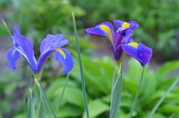 Olandese Iris o Iris Hollandica — Foto Stock