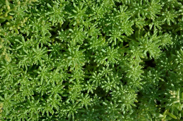 Steinkraut oder Sedum - Bodendecker-Sukkulente — Stockfoto