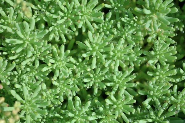 Plante succulente sedum ou stonecrop — Photo