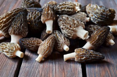 Pile of freshly harvested spring edible morel mushrooms clipart