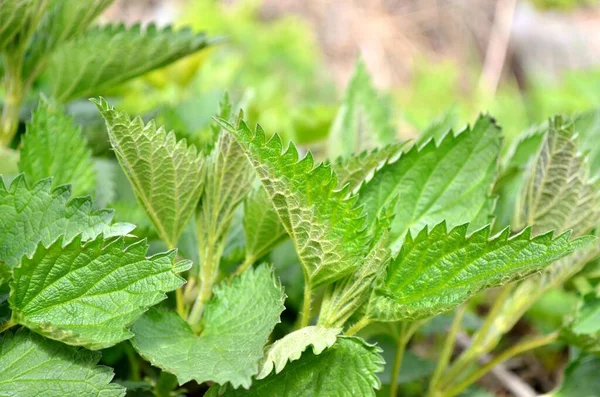 Urtica dioica o ortiga común es una planta medicinal herbácea perenne. —  Fotos de Stock