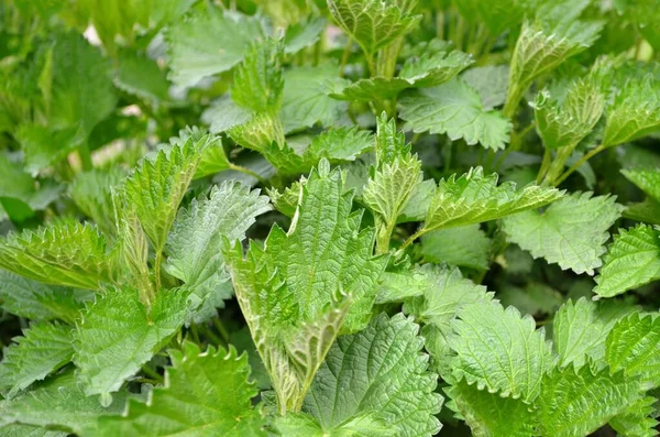 Ortiga o Urtica dioica - planta medicinal herbácea perenne. —  Fotos de Stock