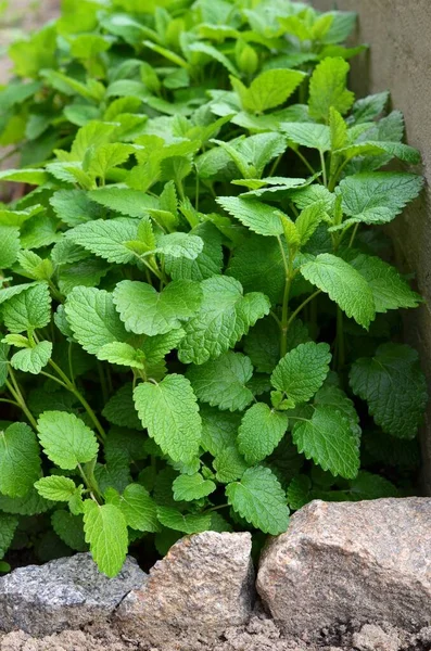 Bálsamo de limón o Melissa officinalis - hierba aromática perenne. —  Fotos de Stock