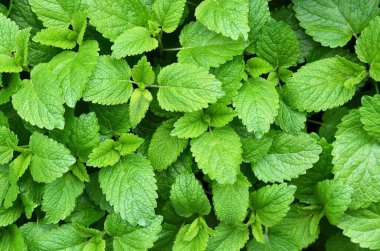 Yeşil arka plan olarak taze limon merhemi.