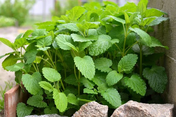 Bálsamo de limón verde hojas al aire libre en el jardín. — Foto de Stock