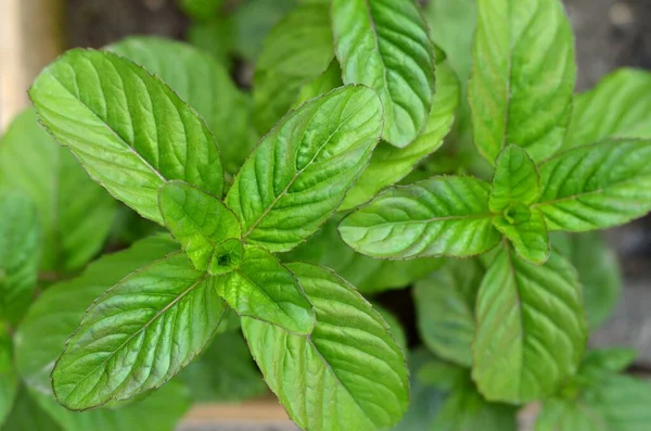 Gros Plan Feuilles Menthe Vertes Fraîches Vue Sur Dessus Plantes — Photo