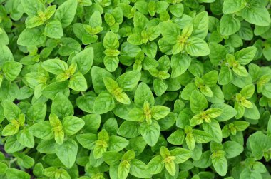 Yeşil arka plan olarak taze origanum vulgare yaprakları veya yabani marjoram. Bahçe bahçesinde yetişen baharatlı kokulu otlar..