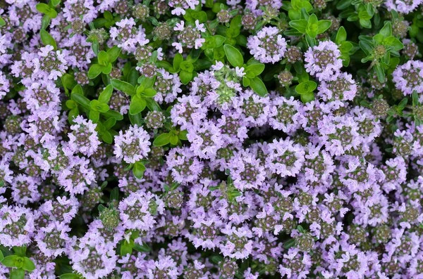 Flowering Thymus Serpyllum Wild Thyme Aromatic Perennial Herb Can Used — Stock Photo, Image