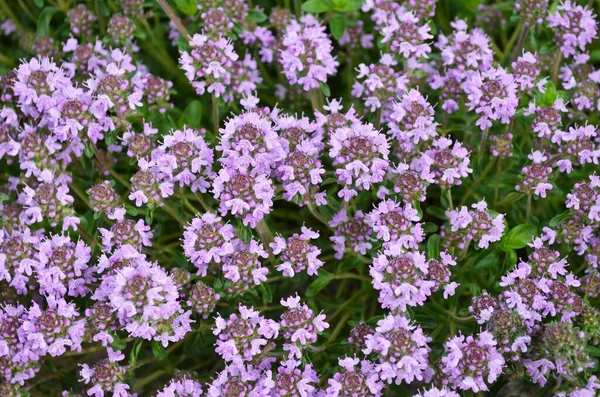 Thymus Serpyllum Tomillo Rastrero Como Fondo Floral Planta Aromática Miel — Foto de Stock