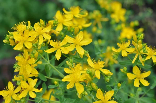 Çiçekli Hypericum perforatum, St John 's-wort olarak bilinir - halk tıbbında kullanılan aromatik daimi bitki.