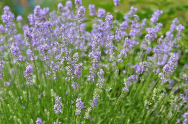 Lavandula angustifolia ya da bahçe lavantası - aromatik daimi bitki. Bir yaz gününde açan lavanta çiçekleri..