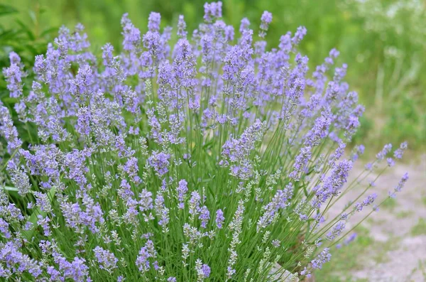 Bush Van Tuin Lavendel Groeien Eigen Tuin Selectieve Focus Tuinbouwconcept Stockafbeelding