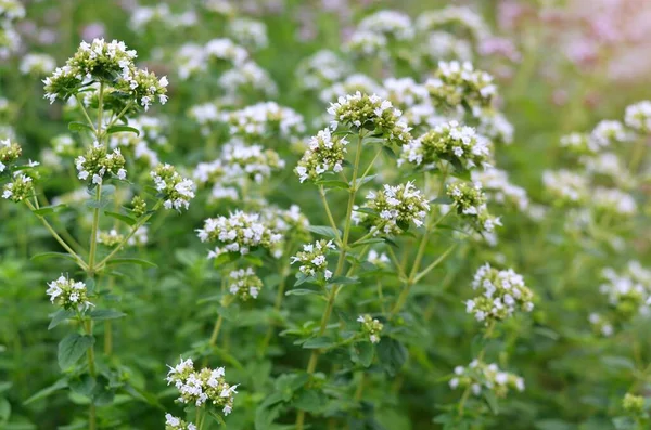Oregano cinsinin çeşitli beyaz çiçekleri baharatlı, aromatik ve tıbbi bitkilerdir..