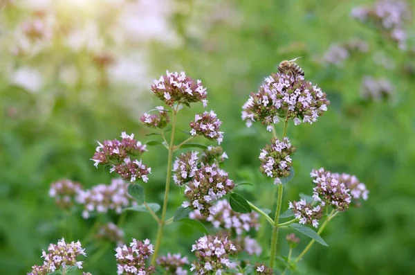 Bal arısı, origanum vulgare 'nin polen çiçekleri çayırda yetişiyor, seçici bir odak noktası..