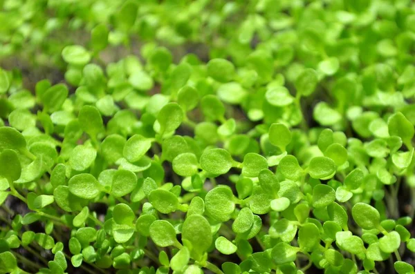 Kleine Grüne Sämlinge Anbauschale Können Als Natürlicher Hintergrund Verwendet Werden — Stockfoto