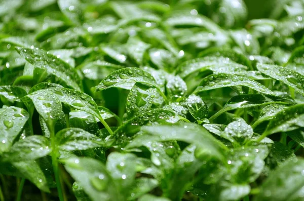 Las Plántulas Pimiento Con Gotas Agua Sobre Las Hojas Que —  Fotos de Stock