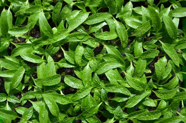 Pepř Sazenice Kapkami Vody Listí Jako Zelené Pozadí Horní Pohled — Stock fotografie