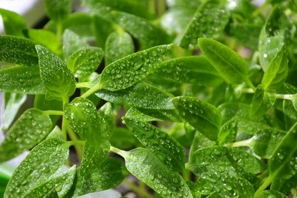 Daun Hijau Close Bibit Lada Dengan Tetesan Air Fokus Selektif — Stok Foto