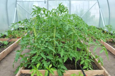 Serada sera sulama sistemi olan organik domates bitkileri. Kendi organik gıdanızı yetiştirme kavramı.