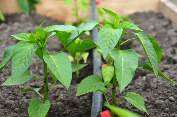 Junge Paprika Pflanzen Mit Tropfbewässerungssystem Auf Dem Gartenbeet Konzept Des — Stockfoto