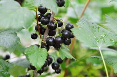 Yeşil yapraklardan oluşan bir arka planda siyah üzümlü böğürtlen dalı, seçici bir odak noktası. Organik bahçıvanlık kavramı.