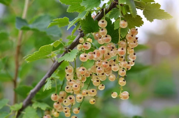 Whitecurrant Est Groupe Cultivars Groseilles Rouges Qui Poussent Dans Votre — Photo