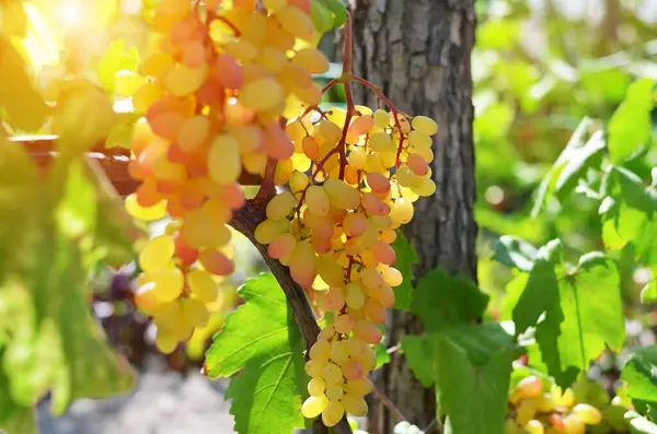 Grona winogron winogron stołowych na winorośli w winnicy oświetlonej światłem słonecznym. — Zdjęcie stockowe