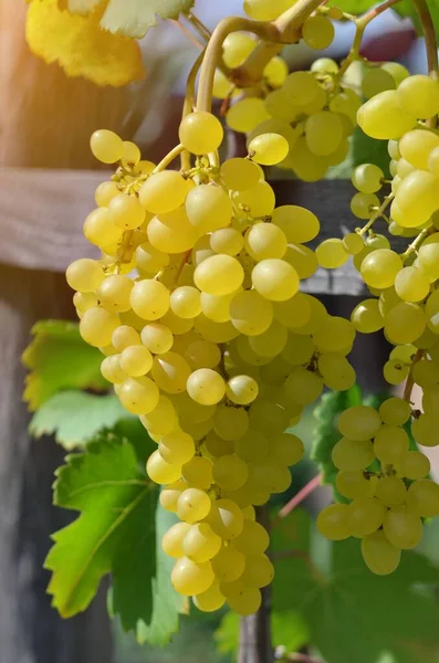Close-up de um monte de uva branca em uma videira iluminada pela luz solar. — Fotografia de Stock