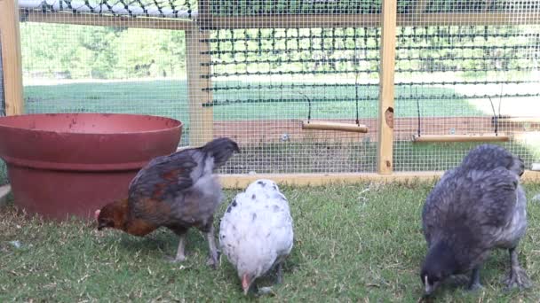 Молодые Цыплята Курятнике Заднем Дворе — стоковое видео
