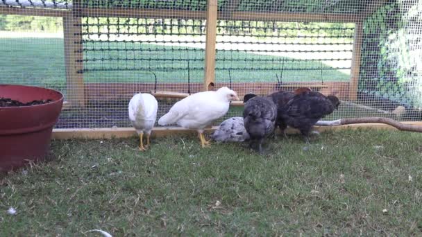 Молодые Цыплята Курятнике Заднем Дворе — стоковое видео
