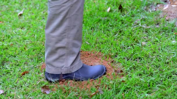 人的靴子踩在草地上的火蚁丘上 — 图库视频影像