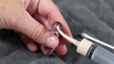 Genç fare, Mus musculus, bir haftadan daha küçük, mama veriliyor..