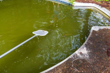 Kurbağa yavrularını ve bakımsız yüzme havuzunun çöplerini temizliyorum.