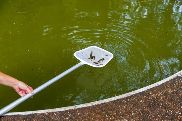 Kaulquappen Aus Verdrecktem Schwimmbad Geborgen — Stockfoto