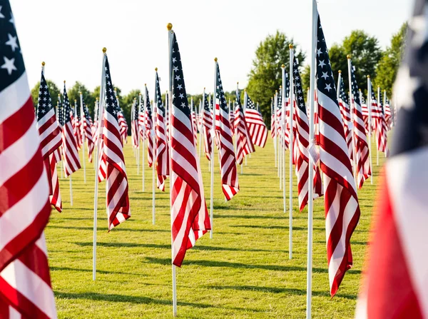 Many American Flags Field Background — Stock Photo, Image