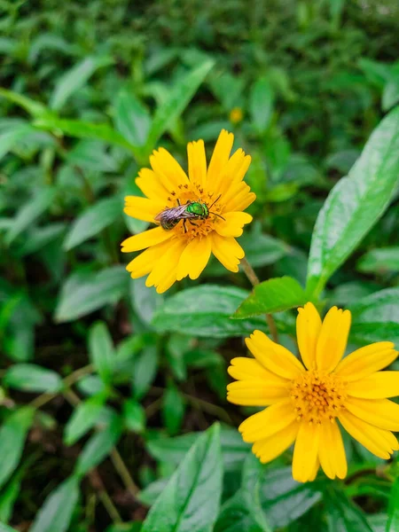 Abelha Buscando Plen Flor — Stockfoto