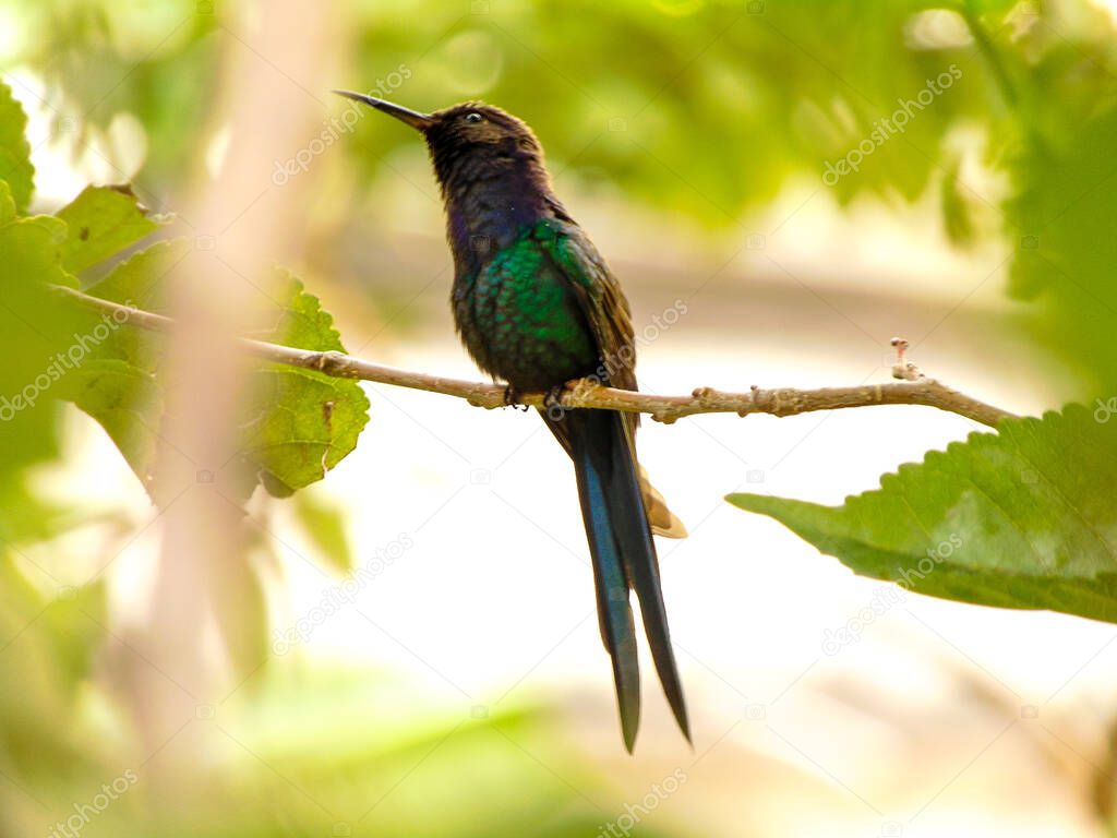 Beija-flor Observando o Vento Balanando as Folhas