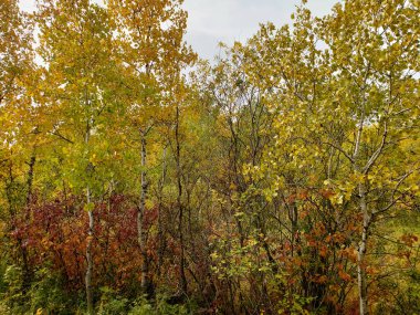 Winnipeg, Manitoba, Kanada 'daki Assiniboine Ormanı' nda huş ağaçlarıyla kaplı güzel bir sonbahar sahnesi.