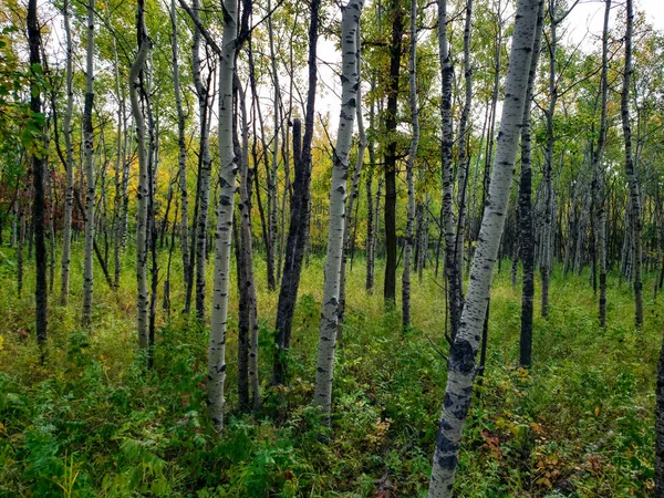 View Assiniboine Forest Beautiful Autumn Day Winnipeg Manitoba Canada Stock Image