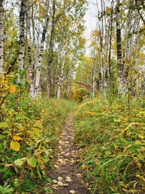 Winnipeg, Manitoba, Kanada 'da bir sonbahar gününde Assiniboine Ormanı' ndaki yürüyüş yolunun güzel manzarası
