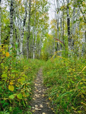 Winnipeg, Manitoba, Kanada 'da bir sonbahar gününde Assiniboine Ormanı' ndaki yürüyüş yolunun güzel manzarası