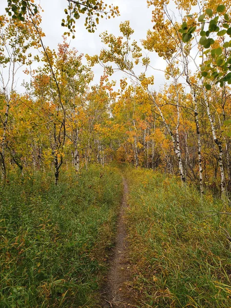 Bela Vista Uma Trilha Caminhadas Floresta Assiniboine Dia Outono Winnipeg — Fotografia de Stock