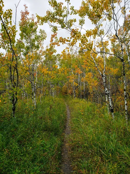 Bela Vista Uma Trilha Caminhadas Floresta Assiniboine Dia Outono Winnipeg — Fotografia de Stock