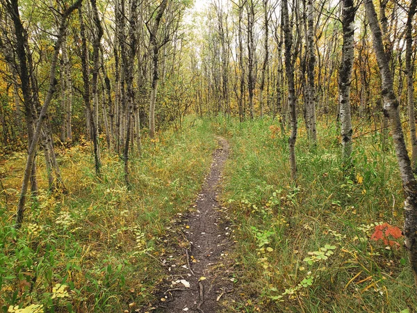 Bela Vista Uma Trilha Caminhadas Floresta Assiniboine Dia Outono Winnipeg — Fotografia de Stock