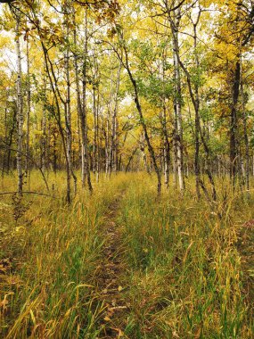 Winnipeg, Manitoba, Kanada 'da bir sonbahar gününde Assiniboine Ormanı' ndaki yürüyüş yolunun güzel manzarası