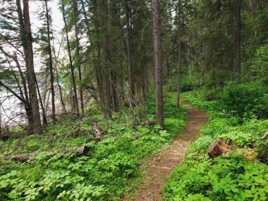 Duck Mountain Provincial Park, Manitoba, Kanada 'da yaz boyunca Blue Lakes Yürüyüş Patikası' nda güzel bir manzara.