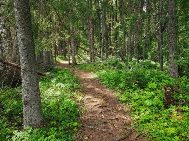 Duck Mountain Provincial Park, Manitoba, Kanada 'da yaz boyunca Blue Lakes Yürüyüş Patikası' nda güzel bir manzara.